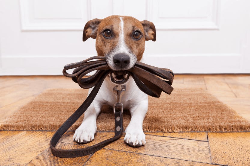 Camping with a puppy: a complete guide best led collars for nighttime walks