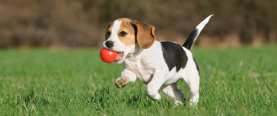 Camping with a puppy: a complete guide dog playtime 927x388 1