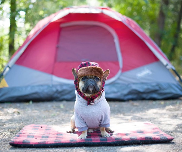 Camping with a puppy: a complete guide img5