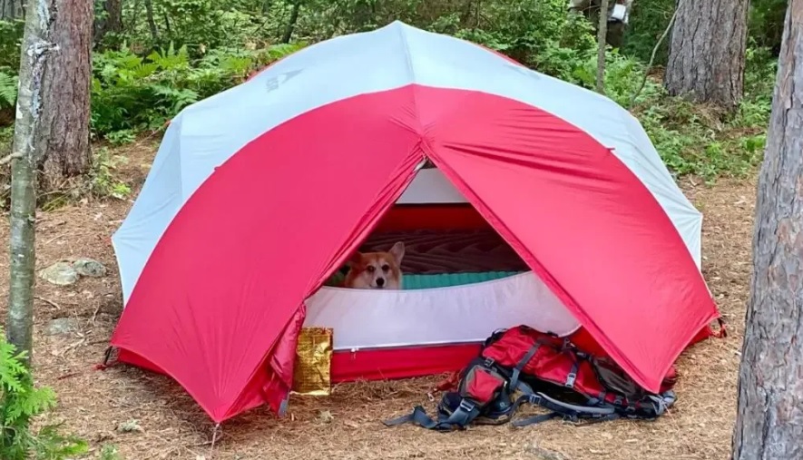 Camping with a puppy: a complete guide img6