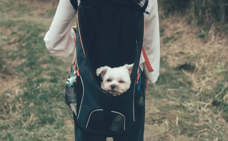 Camping with a puppy: a complete guide img7