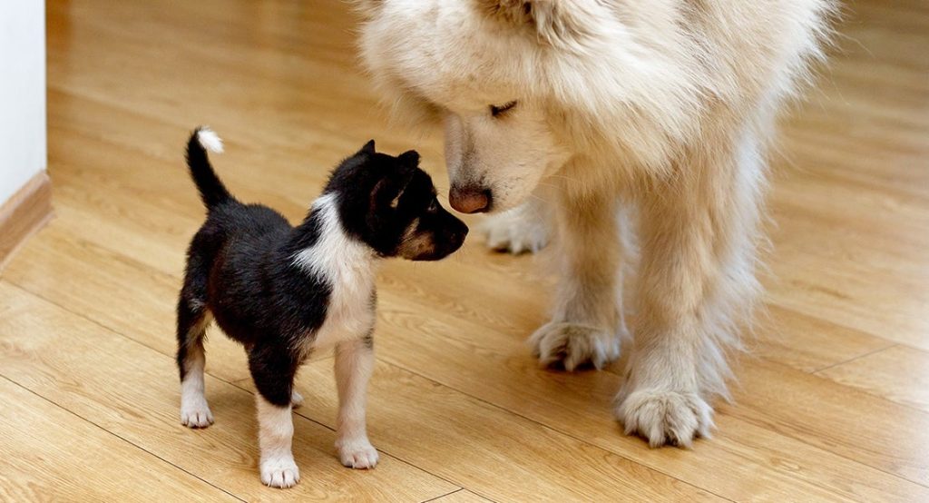 Camping with a puppy: a complete guide puppy and large dog touching noses