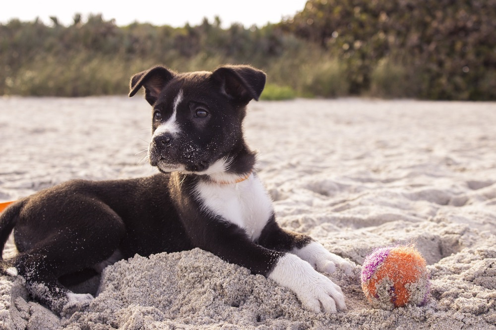 Camping with a puppy: a complete guide unsplash image oH9AuO20kbk