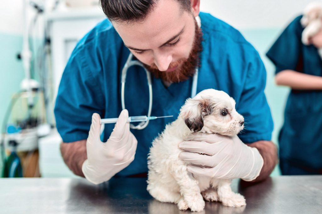 Camping with a puppy: a complete guide veterinarian giving puppy shot